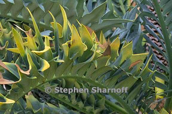 encephalartos leaves 1 graphic